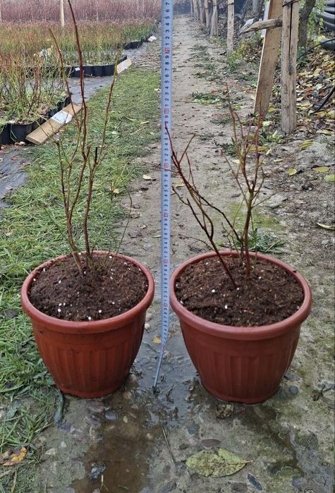 Голубика сорта тристо тысяч сумм , также плодовые деревья !