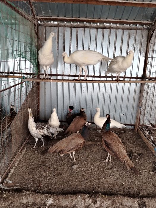 Păuni de diferite culori și varste