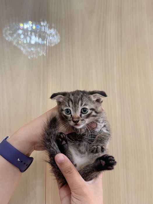 Шотландские котята