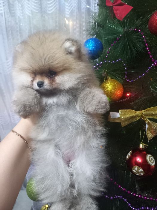 Продаётся шикарные мишки