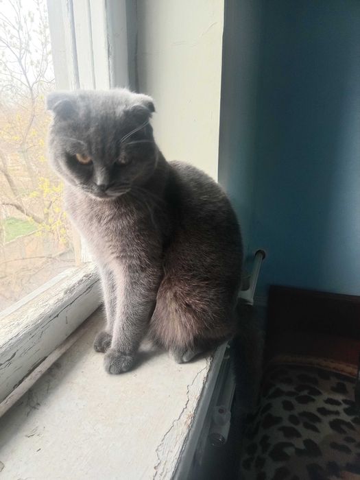 Британский веслоухий