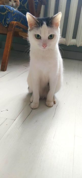 Отдам кошечек и котов