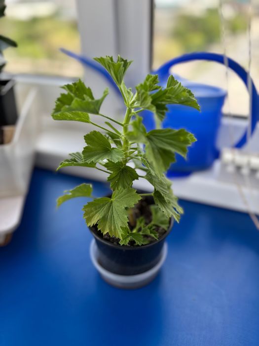 Продам растение герань (пеларгония)