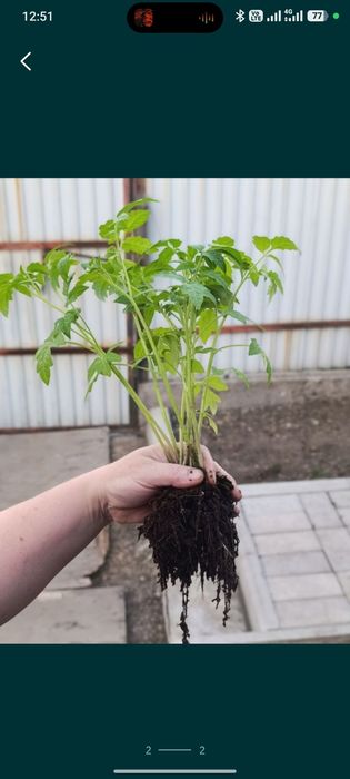 Продам рассаду помидор
