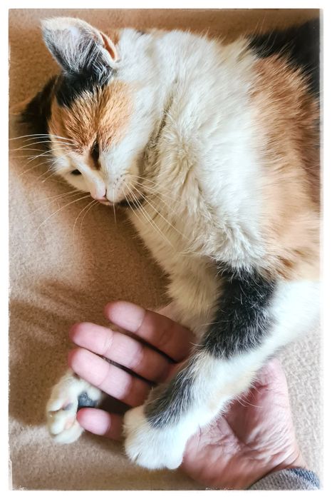 Котка Тами търси дом