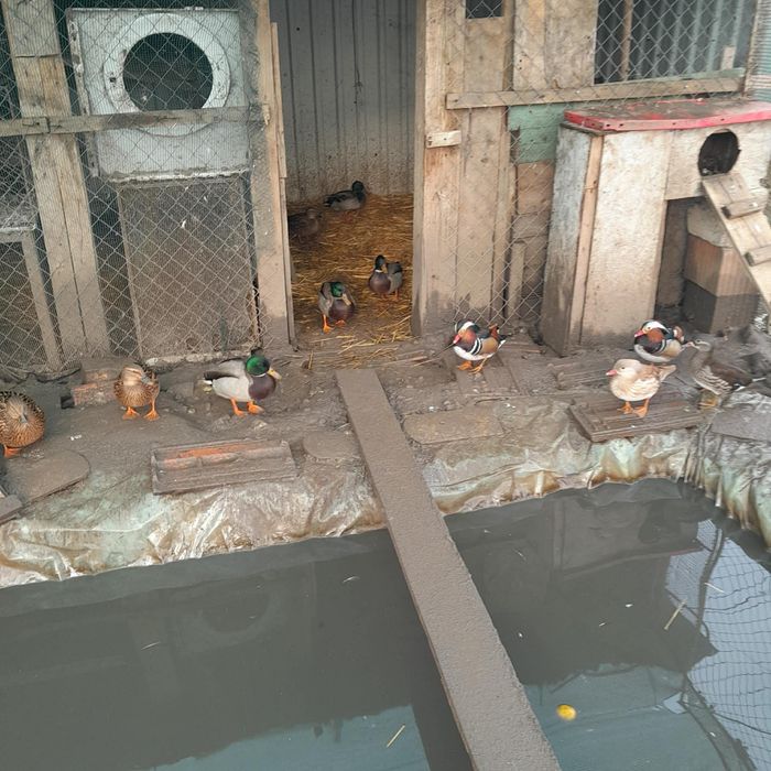 Disponibile rate mandarine si rate salbatice