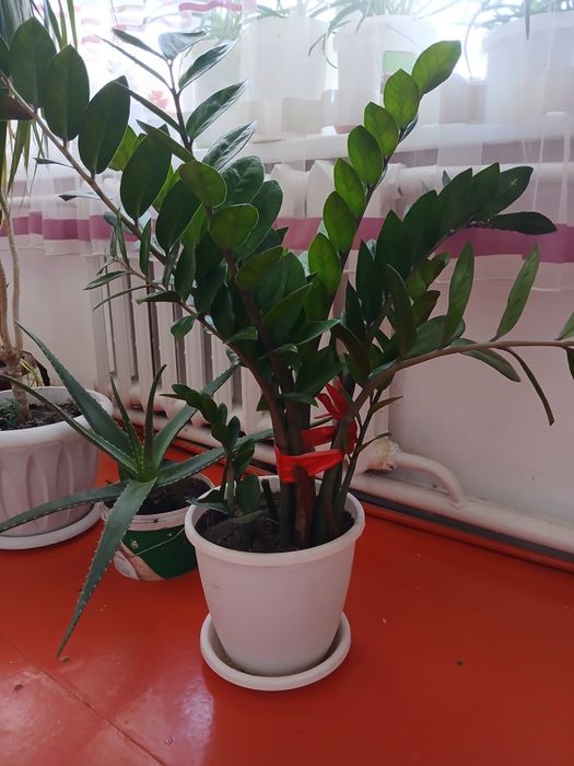 Цветы домашние комнатные