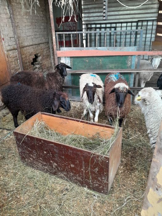 Продам бараны КОЙ токты