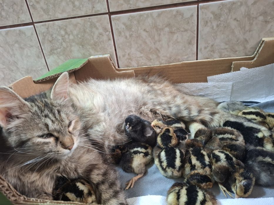 Puii Araucana Potârnichiu  Sălbatic