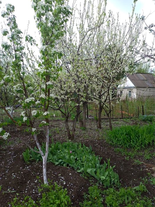 Продам дачу за Кривым озером