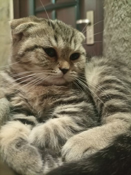 Британская скоттиш фолд. Девочка.