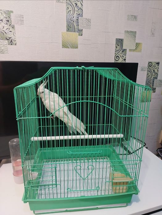 Корелла белая девочка