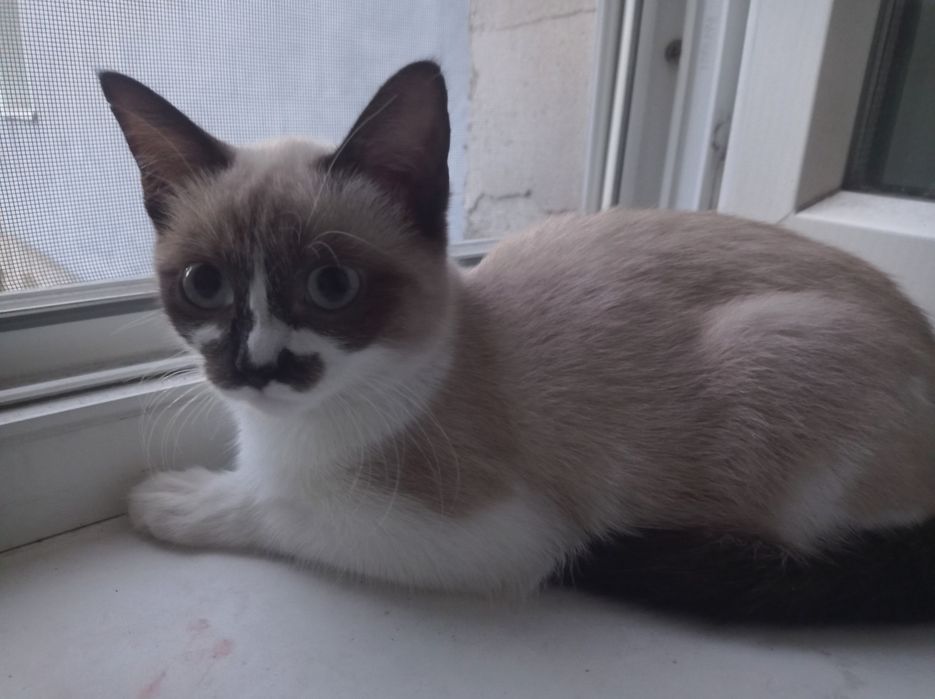 Котёнок в добрые руки !