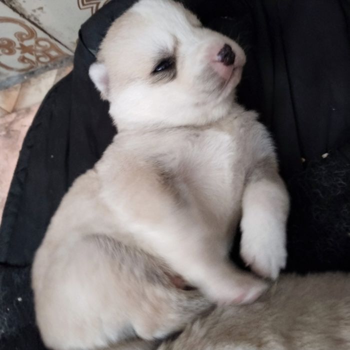 Продам щенят породы Хаски