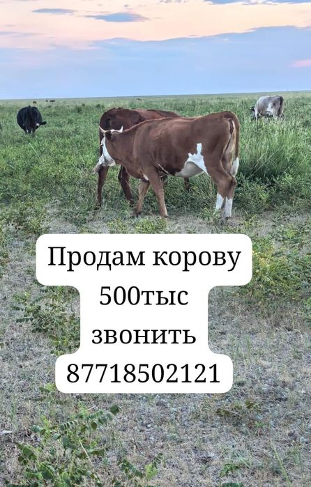 Продам корову с теленком