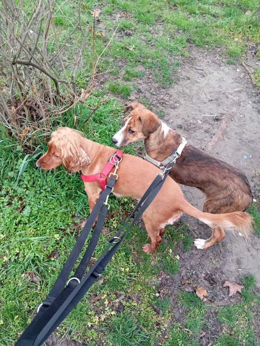 Женско куче на 5 месеца. МОЛЯ ПРОЧЕТЕТЕ ОПИСАНИЕТО!!!