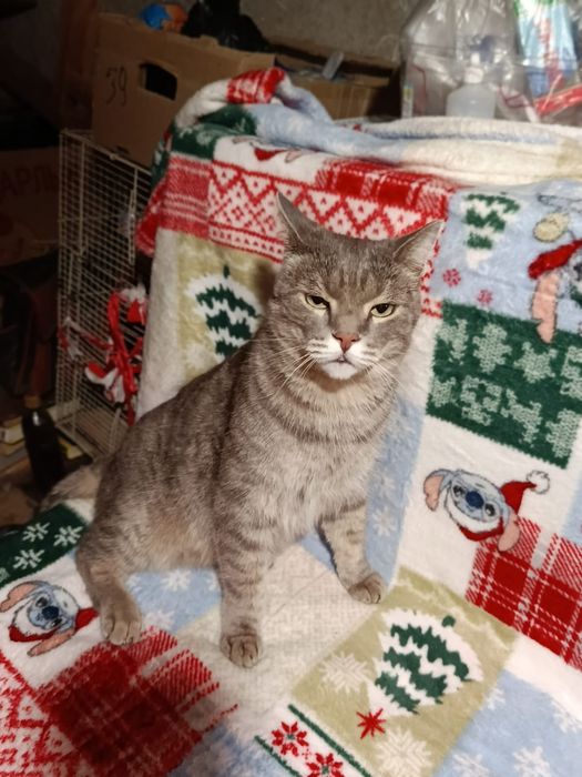 Котик ищет хозяев