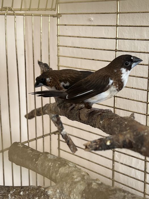 Амадины японские пара