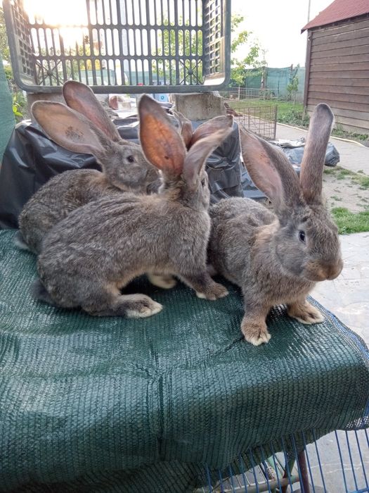 Iepuri uriaș gri german