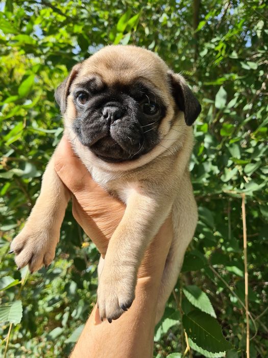 Продам щенков мопса.