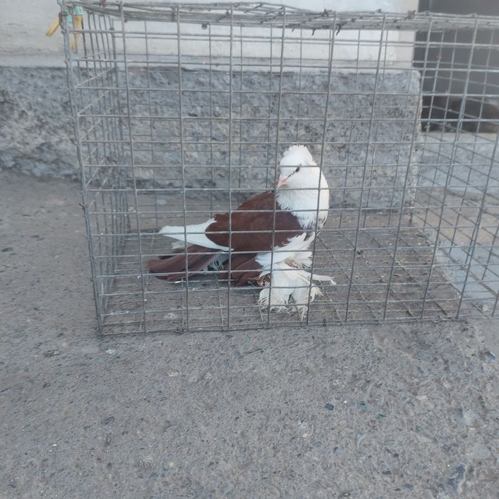 Боки самец лохманоги