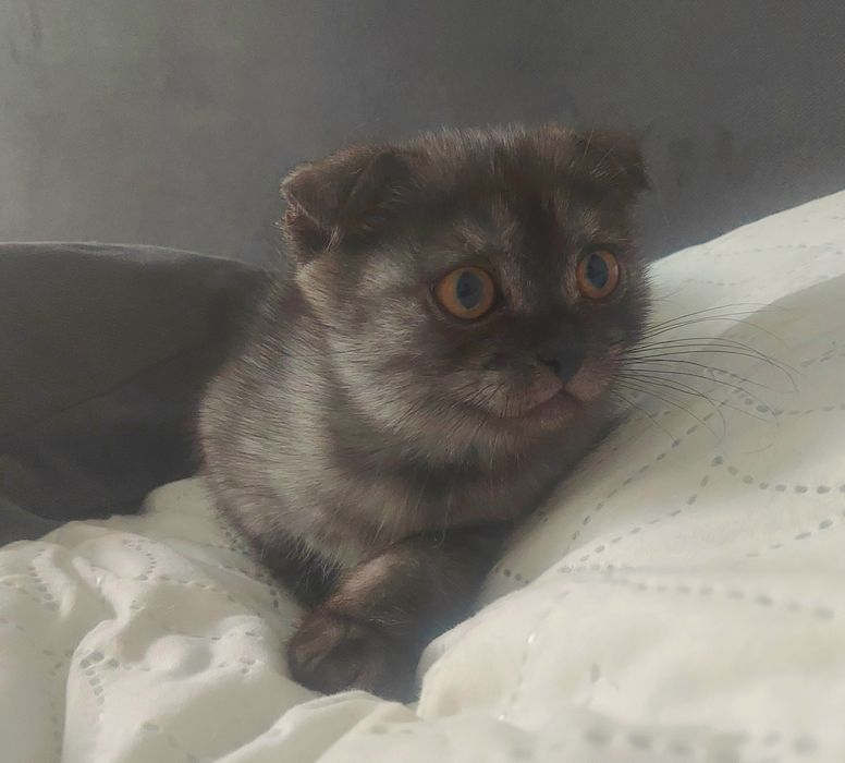 Котёнок девочка  2 месяца