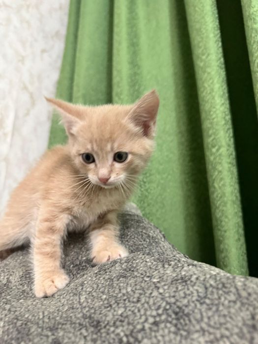 А!Прелестные котик!