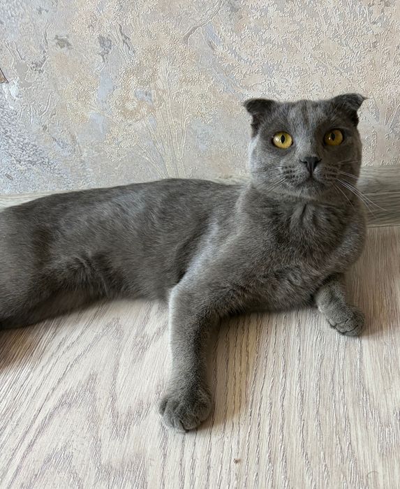 Замечательный кот в добрые и заботливые руки!