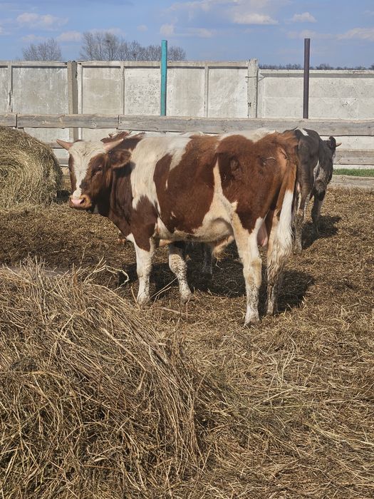 Продам Бычков семинтал
