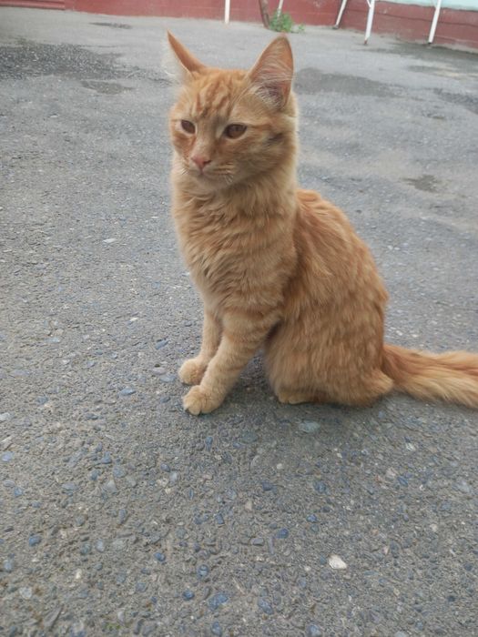 Ichkaridan jinsiy aloqa: bolimda jinsiy aloqa