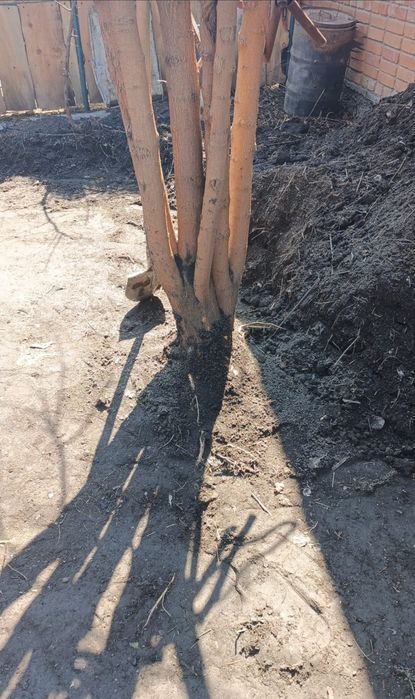 Отдам плодородный грунт