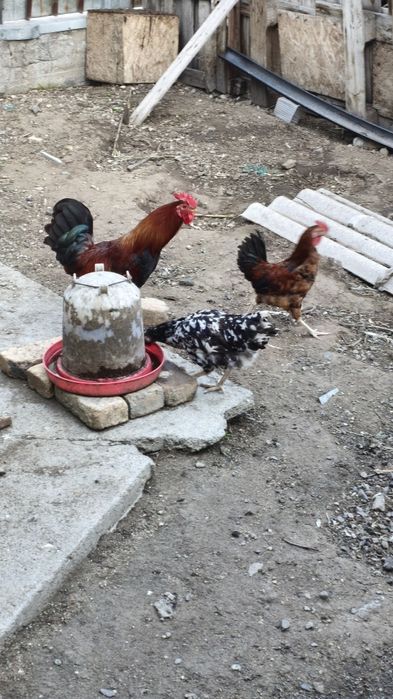 Петухи молодые   .