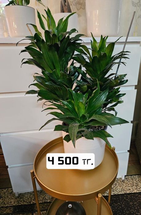 Продам комнатные растения.