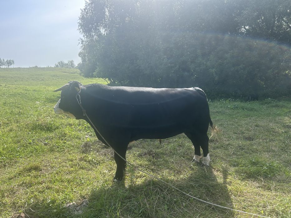 Taur de vanzare