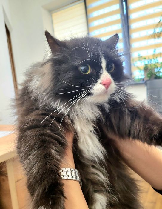 Джентльмен в чёрном фраке