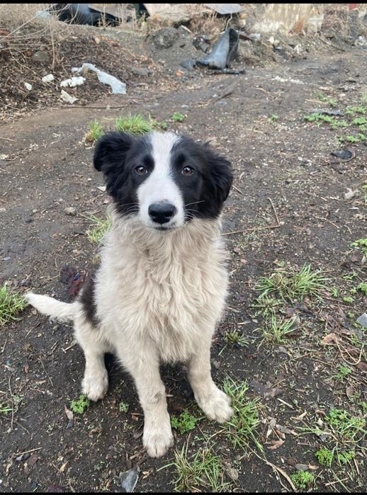 Щенок в Добрые ручки