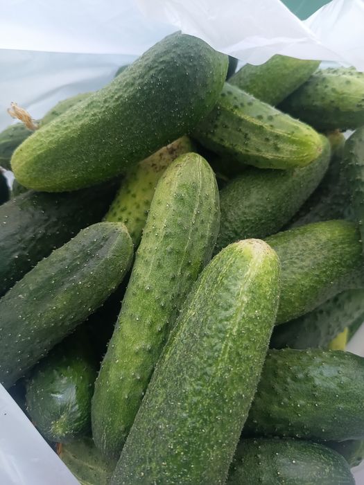 Продам огурцы домашние.