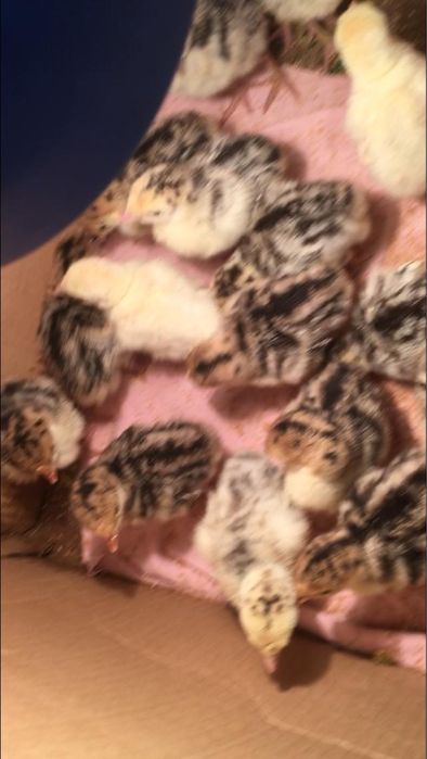 Балапандар/ Птенчики