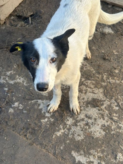 В добрые руки собакп