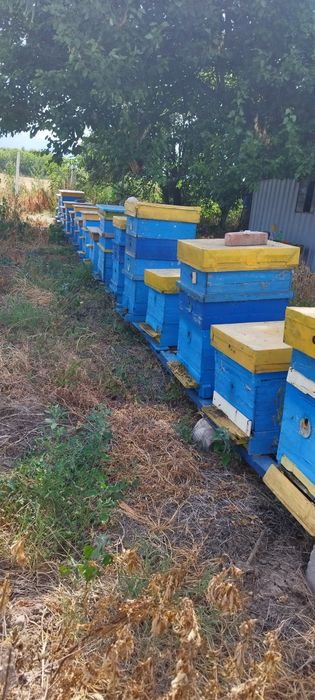 Презимували пчелни семейства