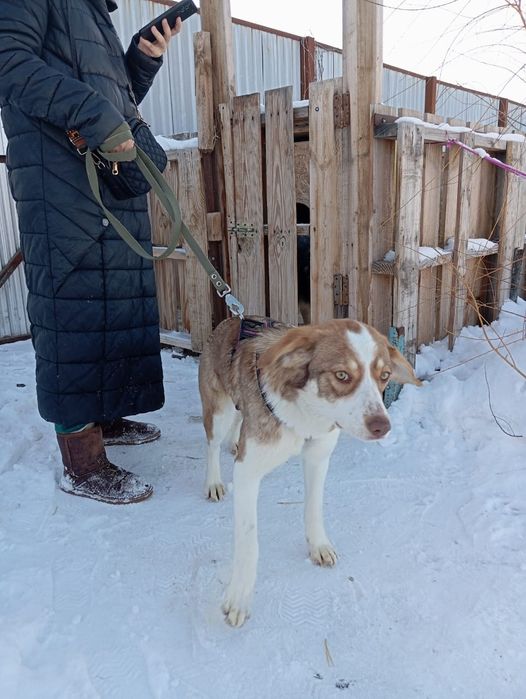 Красивая собака ищет дом