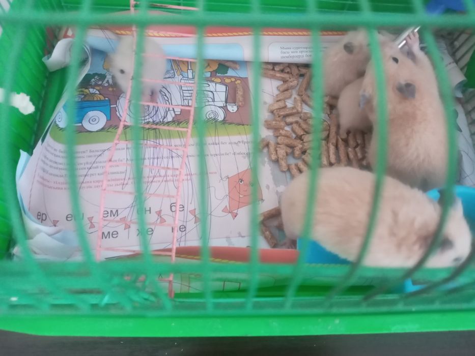 Продаю хомячков , осталось трое