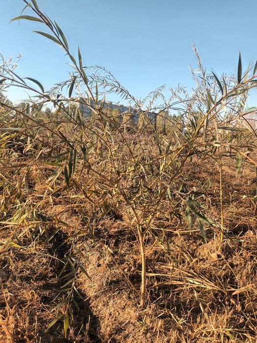 Мажнунтол кучатлари сотилади