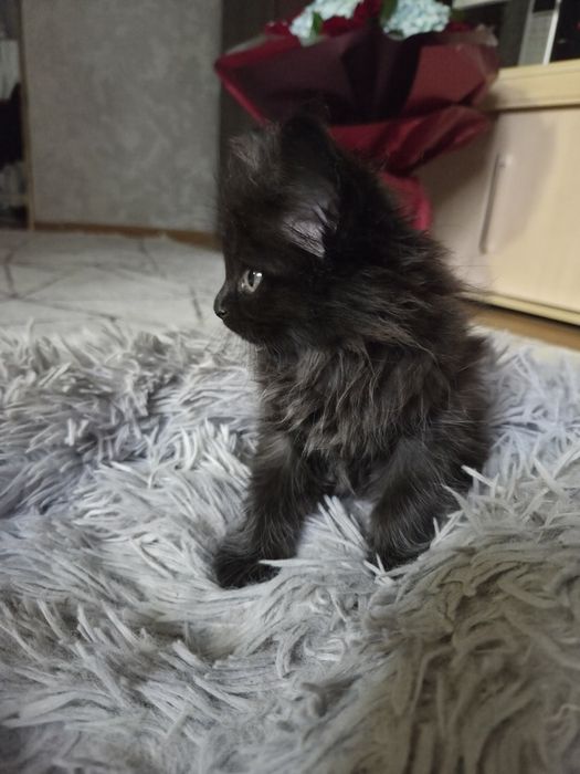 Отдаем двух котят