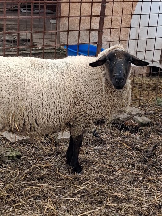 Oaie cap negru german tanara