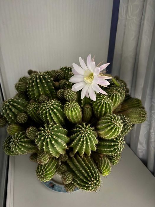 Кактус с множеством деток