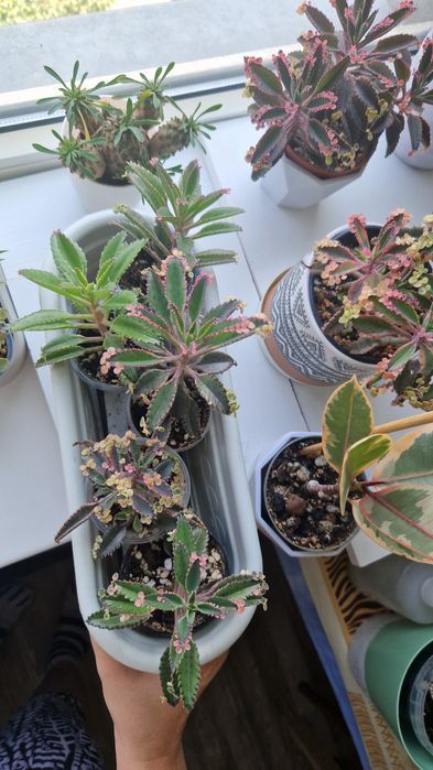 Суккулент Каланхоэ розовая бабочка