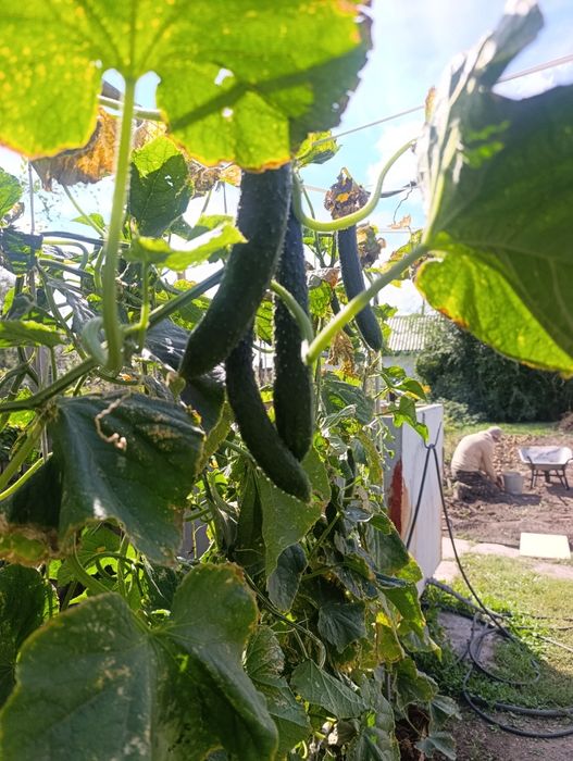 Продам домашние огурцы