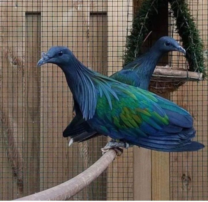 Никобарский голубь