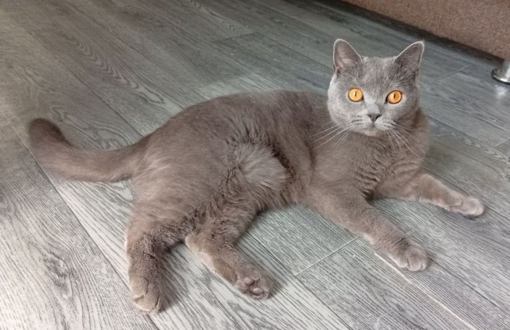Продается  котик